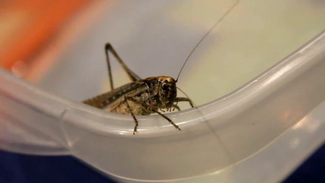 Platycleis sp. смотреть онлайн