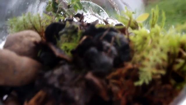 Вечный террариум как у сливки шоу 2. МЕРТВЫЙ террариум.