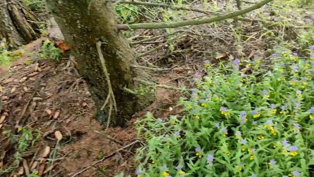 У НАС ДОЖДЬ😯/ НАШЛИ ГРИБЫ/ СТРАШНО, АЖ ЖУТЬ!!!