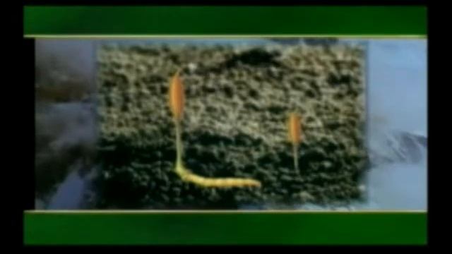 Miscelio De Cordyceps