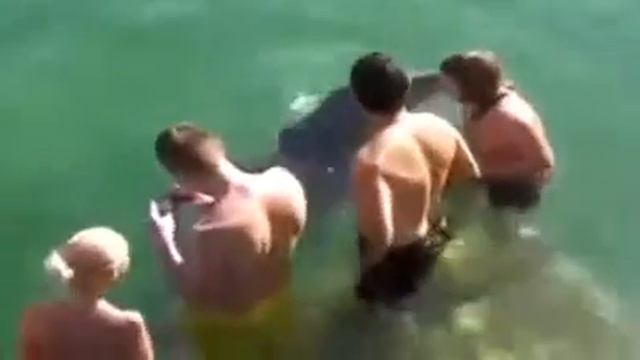 Дельфин целует каждого на пляже (Dolphin kisses everyone) смотреть онлайн