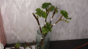 Наступил февраль -не пора ли укоренять черенки винограда?