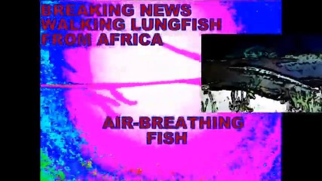 The Mysterious Walking Lungfish смотреть онлайн