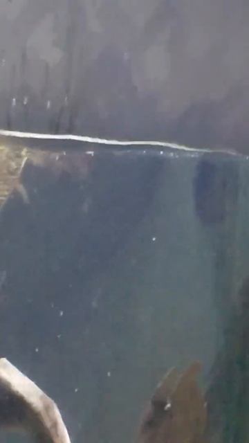 Australian Platypus смотреть онлайн