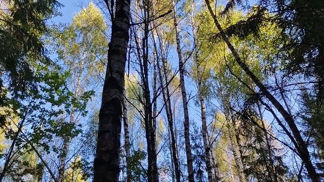 Начало октября в лесу. Ищу грибы.