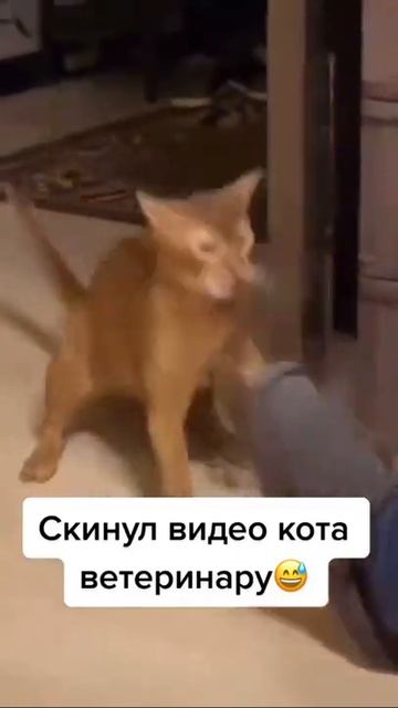 Бешеный кот, агрессивный котик #shorts смотреть онлайн
