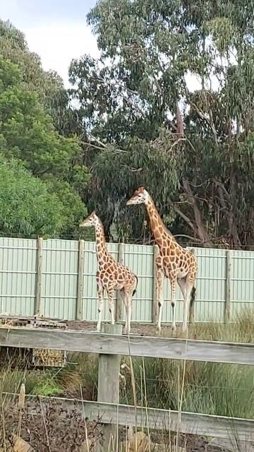 Giraffe смотреть онлайн