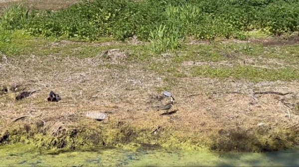 Птица Чибис