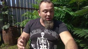 Томат Микадо карамельный проба