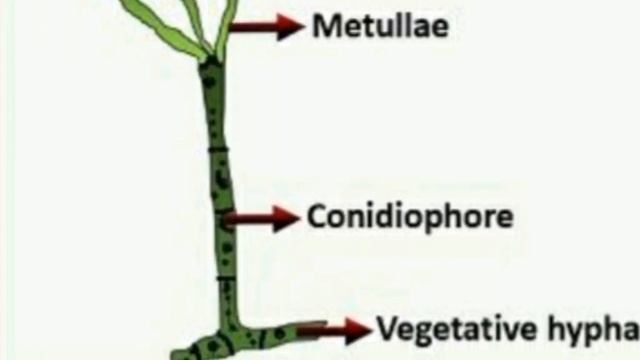 TGT|PGT Biology|Penicillium (Full lecture)Fungi|Lt grade|GIC biology|by Priyal bhati смотреть онлайн