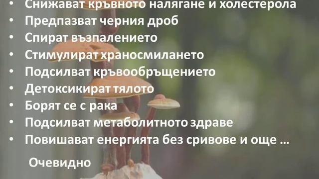 Как #лечебните гъби защитават тялото? смотреть онлайн