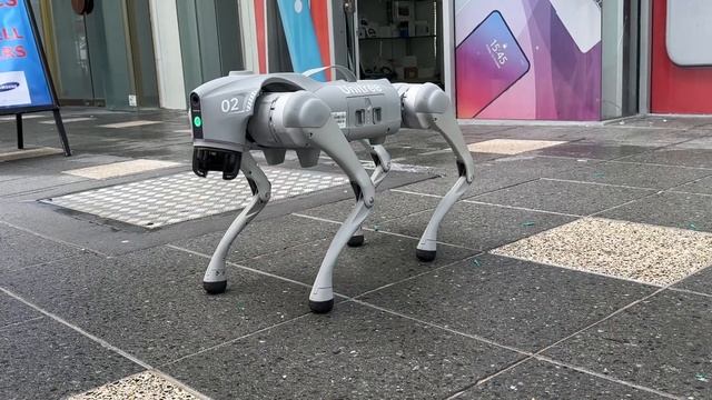 Skytree Phones Unitree Go2 Air Full Function Test