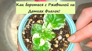 Как бороться с ржавчиной на листьях детки фиалки?!