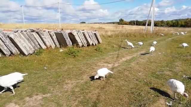 Индюшата. Скоро старт продаж смотреть онлайн