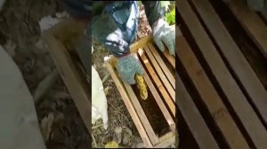 Достаю пчёл из дупла