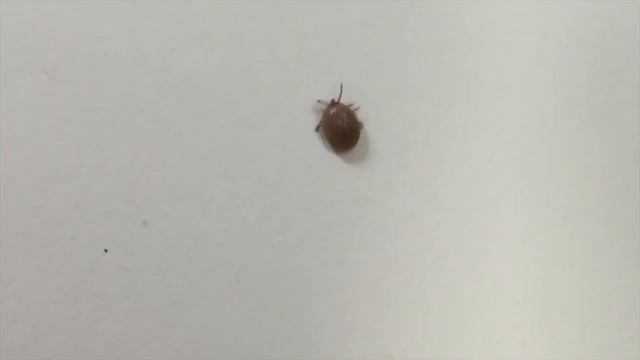 Tick Flicks - Deer Tick смотреть онлайн