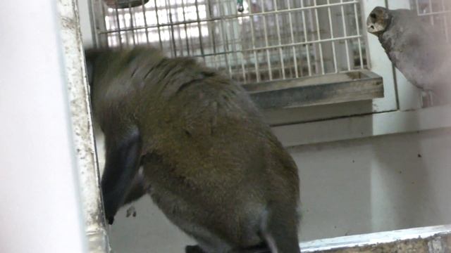 オナガゲーノン の『ももちゃん』 (ズケラン養鶏場 ミニミニ動物園) 2019年5月12日 смотреть онлайн