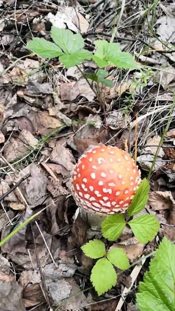 Красавец мухомор