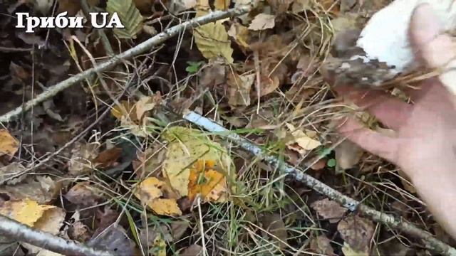 НЕТРОНУТЫЕ ПЛАНТАЦИИ БЕЛЫХ ГРИБОВ - Грибы 2022. Білі Гриби КАРПАТ 2022. Гриби 2022. Гриби Карпат смотреть онлайн