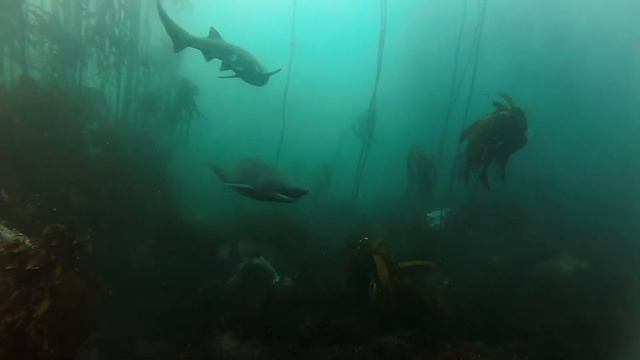 Miller's Sharks - UCT Underwater Club смотреть онлайн