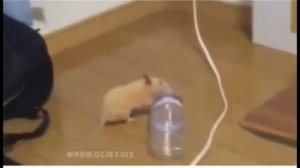 Хомячок играет с бутылкой (instagram)