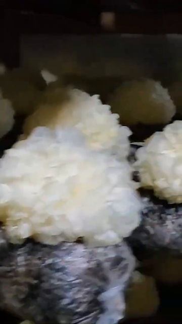 How Do They Grow Tremella Mushroom?? It's Crazy! #shorts
