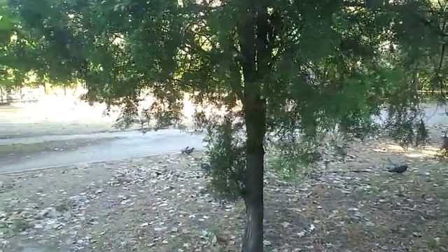 Мини - сказочка .В каждом мужчине живёт тигр . смотреть онлайн