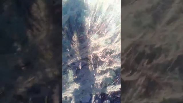 Отпускаю маленьких ящериц Бусинку и Вжыка смотреть онлайн