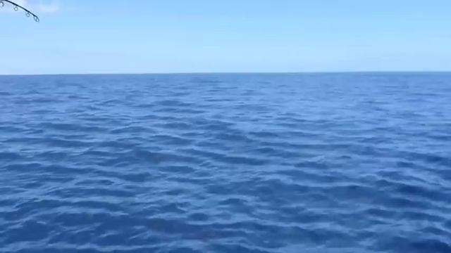 Shimano Stella 120 Kg Marlin