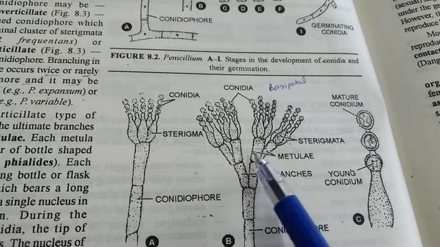 Asexual Reproduction Of Penicillium 1