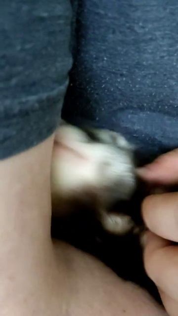 хорек Себастьян прячет мордочку на руках смотреть онлайн