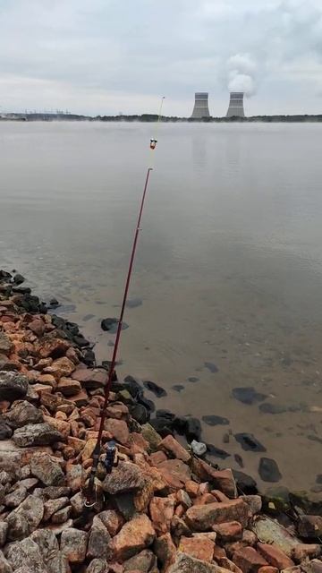 Пошел отличный клев, даже убрал одну донку, что бы не мешала. смотреть онлайн