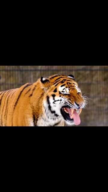 Tiger | Tiger video | world #shorts #tiger #tigervideo #tigermovie #world #animals #nature | Part смотреть онлайн