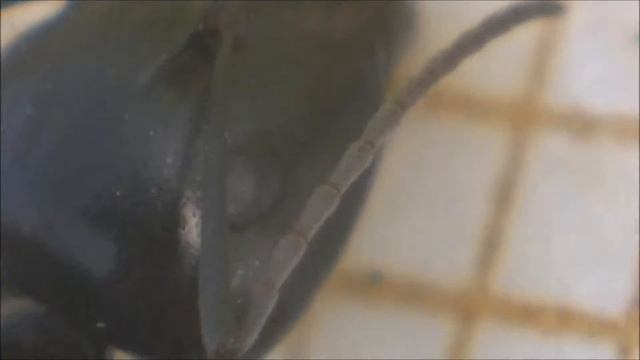 Major de Camponotus foreli смотреть онлайн