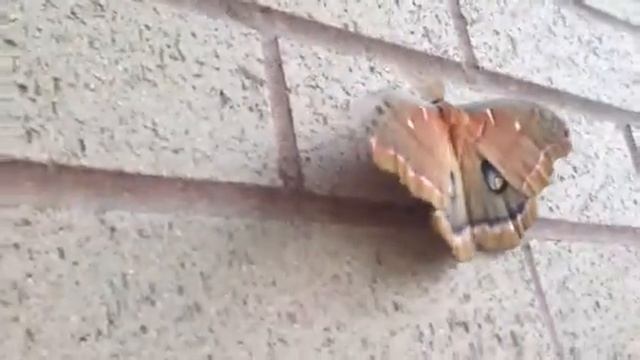 Beautiful Moth смотреть онлайн