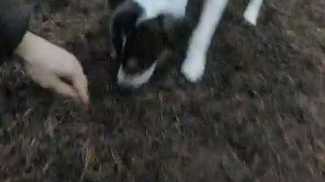 Xylo the truffle dog scores a triple whammy of ripe Oregon Black Truffles смотреть онлайн