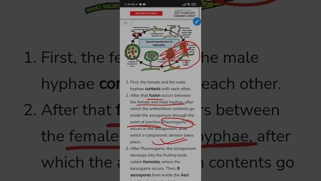 Aspergillus sexual reproduction смотреть онлайн