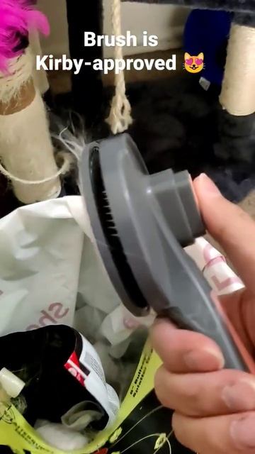 Kirby the Ragdoll Cat approves Pakeway brush смотреть онлайн