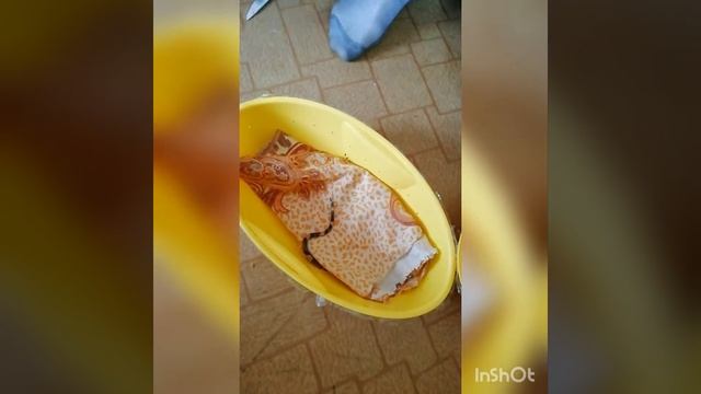 Пришла посылка королевская змея смотреть онлайн