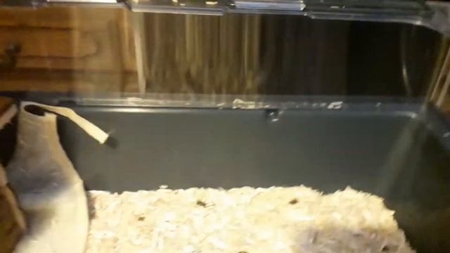 presentation de la cage et de mes rat 2 смотреть онлайн
