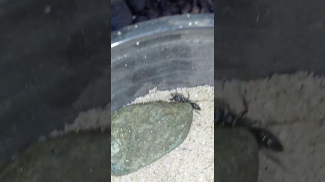 Trap jaw Colony! Hope you like it 🐱 смотреть онлайн