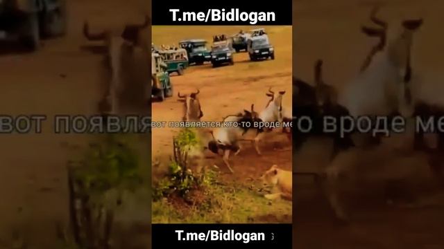 Дэн Пеньян мощная мотивация ч.1 Bidlogan смотреть онлайн