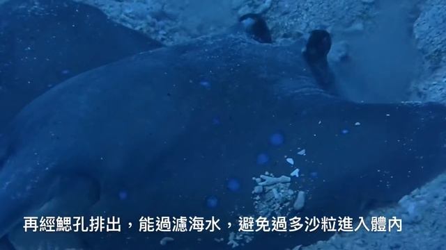 古氏土魟覓食 Sting Ray Feeding смотреть онлайн