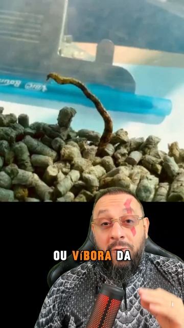 Serpente mortal usa cauda como isca para pegar suas presas смотреть онлайн