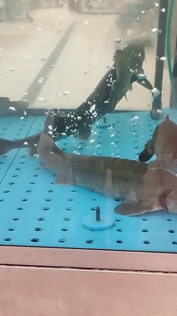 А у вас дома есть рыбки в аквариуме?🤍😇🐟🐠 смотреть онлайн