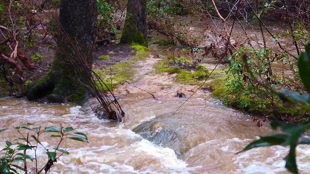Pisgah Covered Bridge -2/16/19- Osmo Pocket and Canon SX70 HS смотреть онлайн