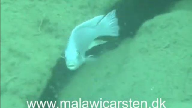 Maylandia chrysomallos смотреть онлайн