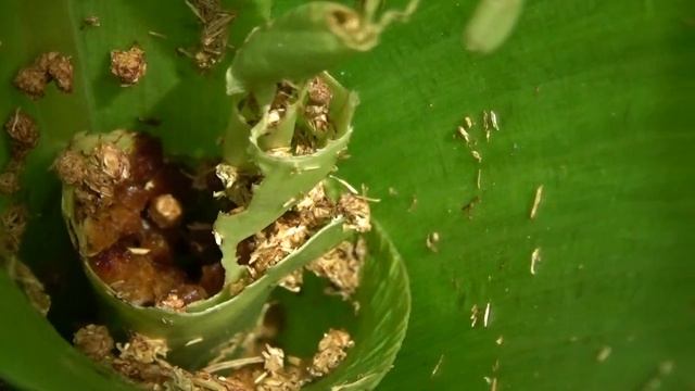 Ataque da lagarta do cartucho do milho - (Spodoptera frugiperda) смотреть онлайн