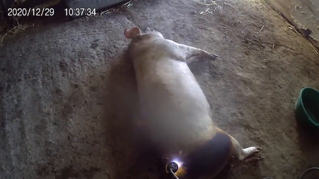 Мы все режим и шмалим смотреть онлайн