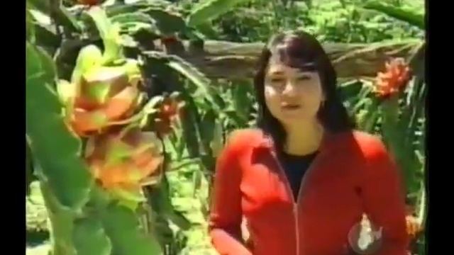 Pitaya de Socorro смотреть онлайн